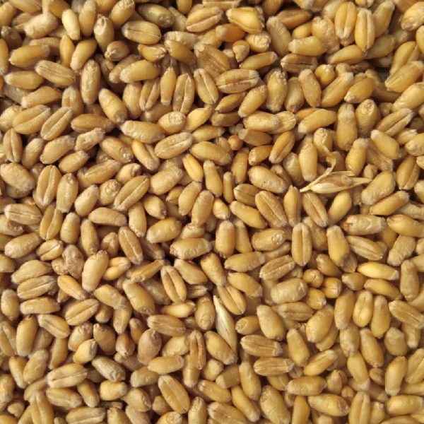 Organic wheat